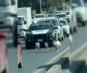 Patrulla en Monterrey resguardó vida de perros callejeros