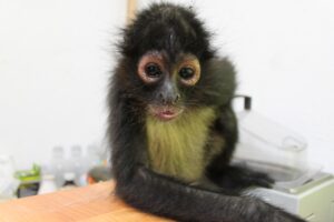 Rescataron en Ecatepec un mono araña