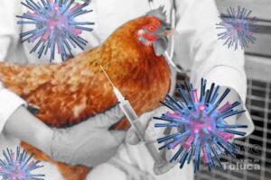 EdoMex en Alerta por caso de Influenza Aviar