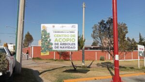Gobierno de Metepec instala centros de acopio, para la recolección de arboles navideños