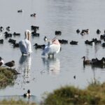 Impulsa Ricardo Moreno “Alas de Altura” para promover la conservación de humedales en el municipio