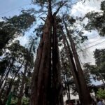 Instruye Ricardo Moreno sustituir y retirar arboles que ponen en riesgo a la población