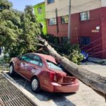 Atiende Protección Civil caída de árbol en el Cóporo