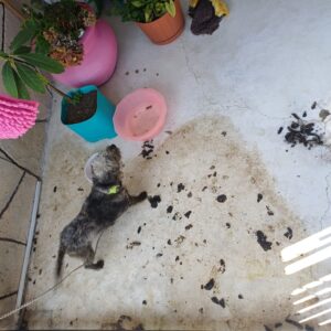 Responden a denuncia ciudadana y rescatan a perrita maltratada en Colinas del Sol