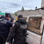 Rescatan en Toluca 11 animales durante cateo por presunto maltrato animal